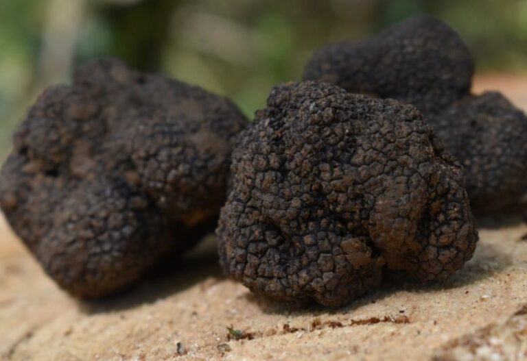 Tartufo,Centinaio”Blockchain per qualità e tracciabilità Made in Italy”