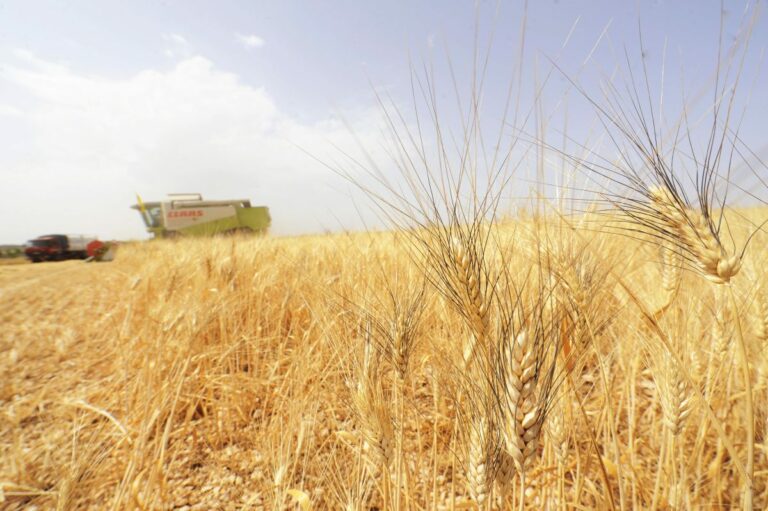 Trebbiatura 2021, meno grano ma di alta qualità