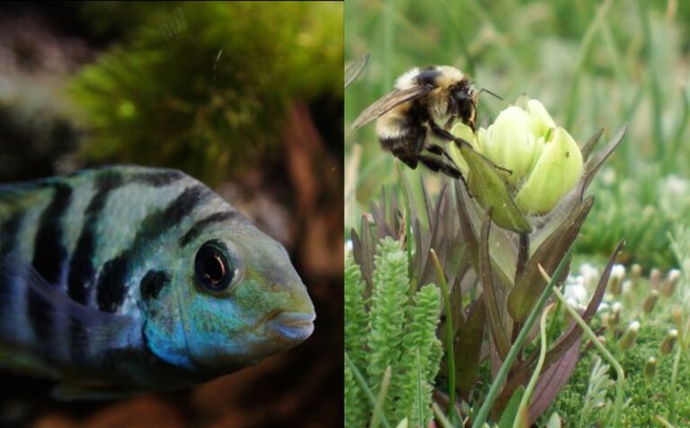 I geni si adattano, anche quelli di Sars-CoV-2