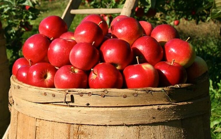 Fondazione Crt, cibo al centro dell’economia circolare