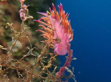 In Calabria il progetto Sic, De Caprio “Tutela del mare una priorità”