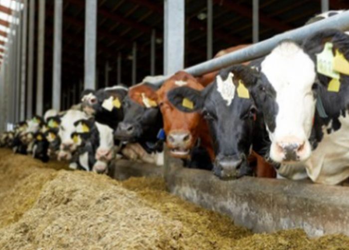 Nel 2020 produzione di mangimi sfonda quota 15 milioni di tonnellate