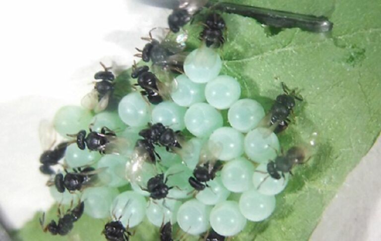 Approvato piano controllo biologico della cimice asiatica