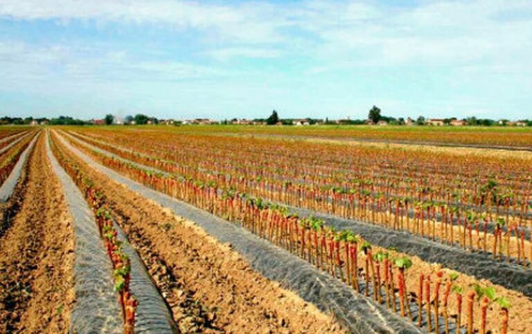 Agrobiodiversità, 790mila euro per razze e varietà a rischio in Toscana