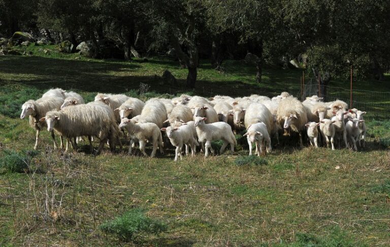 Sardegna, dalla Regione misure di sostegno al sistema agropastorale