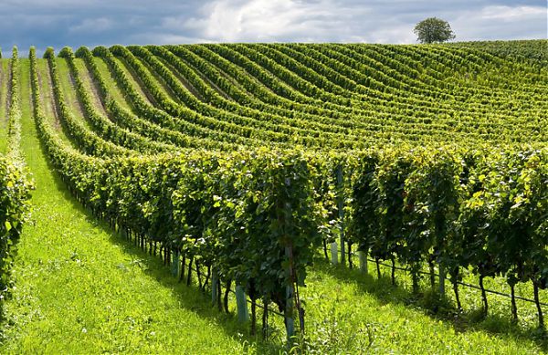 Ristrutturazione e riconversione vigneti, domande prorogate al 31/7