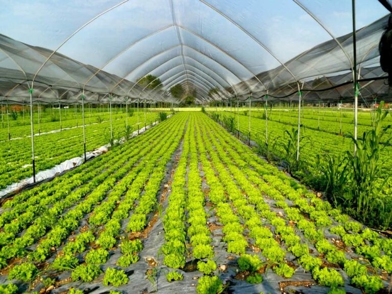 Agronomi faranno perizie tecniche per credito di imposta