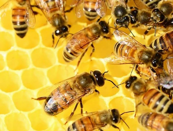 Apicoltura, dal Mipaaf altri 347 mila euro a sostegno settore in Veneto