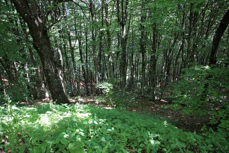 Assolegno “Con accordi di foresta gestione attiva del bosco”