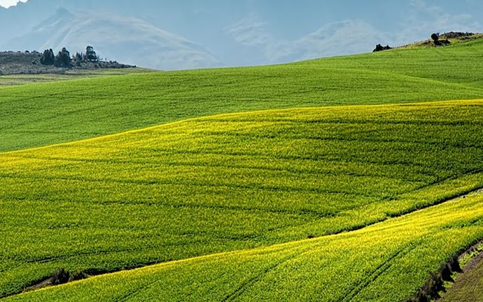 In Emilia Romagna agricoltura chiude 2020 con valore produzione 4,5 mld