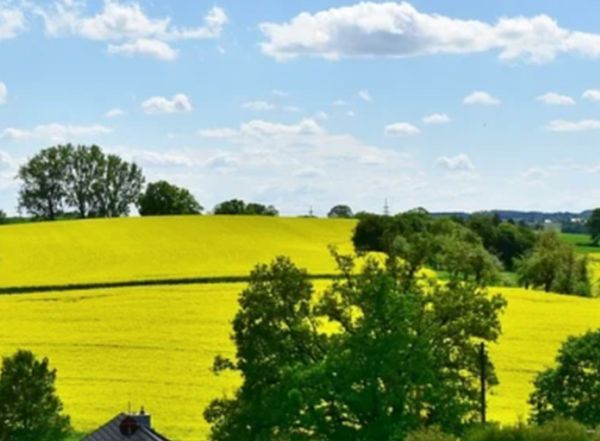 Miglioramenti ambientali, bando regione Basilicata per agricoltori