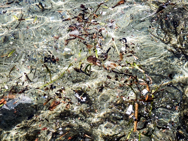 Marche, progetto pilota in crowfunding per bonifica mare da plastica