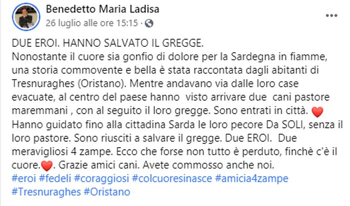 Incendi Sardegna, successo social per il post sui due cani che salvano il gregge
