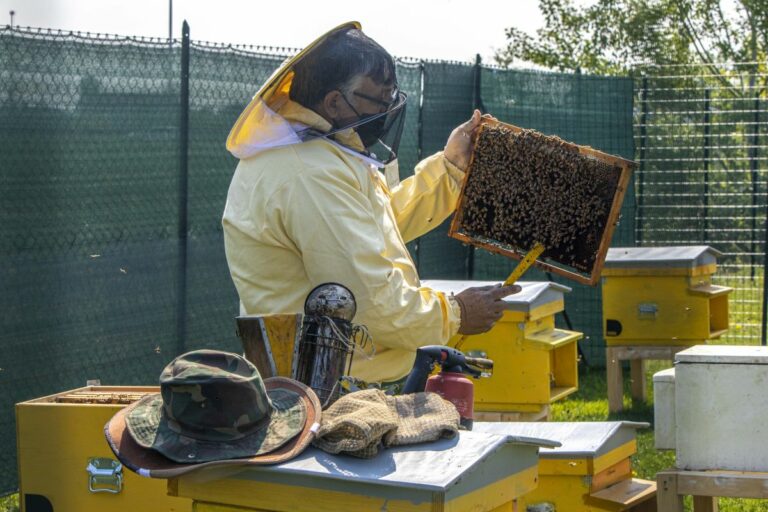 Da Regione E.Romagna 800mila euro per salvaguardia alveari e miele