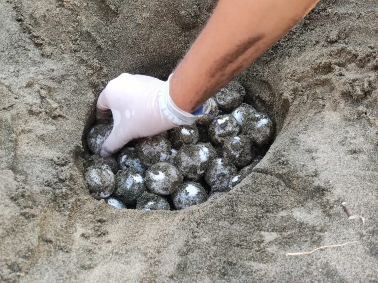 Tartarughe marine, record di nidificazioni per la Caretta caretta