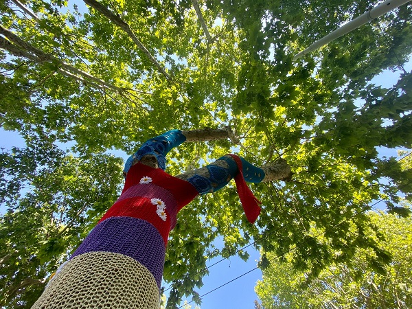 Emilia Romagna, da Regione fondi per gestione alberi monumentali