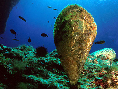 Sardegna, multati per 4.000 euro turisti che avevano pescato “nacchere”