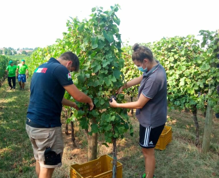 Vino, in Lombardia vendemmia al via con -15% uva