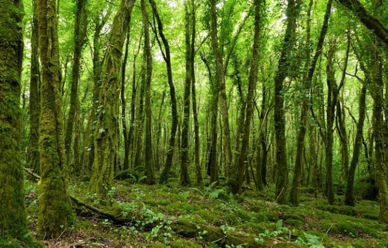 Alla scoperta dell’Irlanda nel segno della sostenibilità