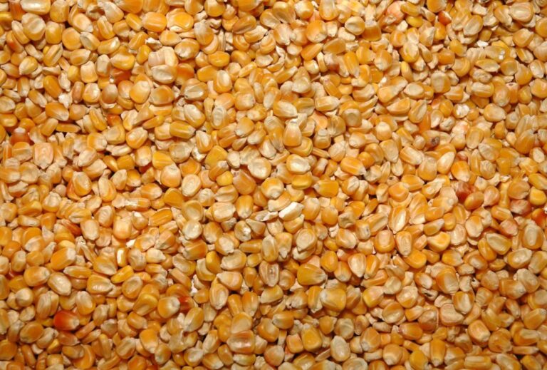 Mais, nel 2021 cali produttivi ma buona qualità