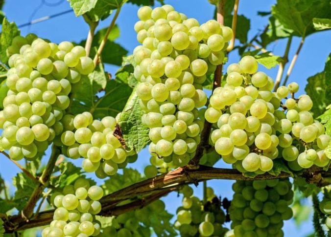 Viticoltura, Regione Fvg vicina a produttori che ampliano collaborazioni