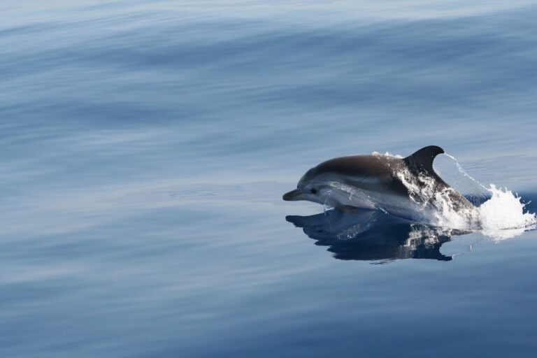 In Sardegna una spedizione per aggiornare ricerche su cetacei e squali