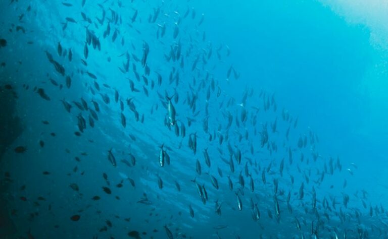 Acciughe, aringhe e sardine a rischio estinzione causa climate change