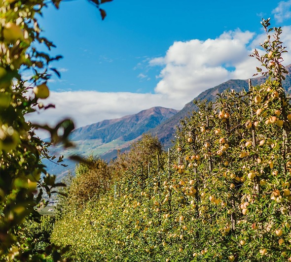 In Lombardia -23% produzione mele per gelate primavera