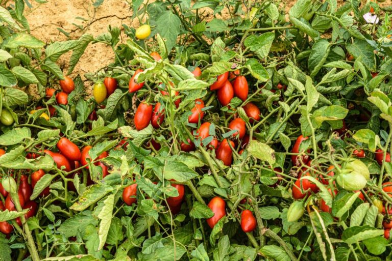 Emergenza pomodoro, assessori agricoltura Sud scrivono a Patuanelli