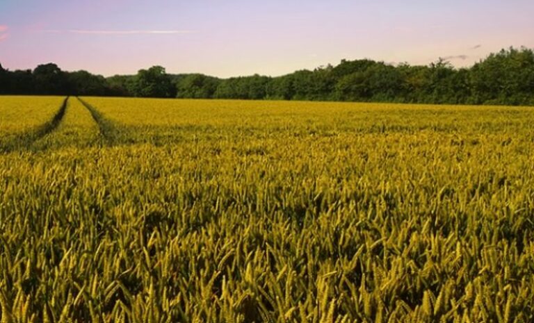 Sostenibilità, fondamentale il contributo delle aziende agricole