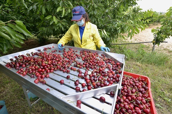 Agricoltura, in Veneto lotta biologica al moscerino della ciliegia