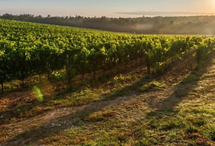 Al via AgriFormChianti per aspiranti contadini in Toscana