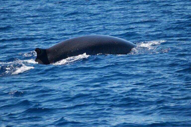 Il rumore antropico nel mare deleterio per i cetacei
