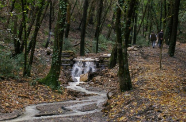 Dalla Regione Toscana altri 25 milioni per le foreste