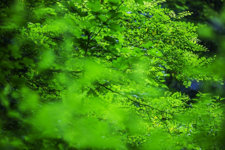 Arbolia, intesa con Commissario Bonifiche per nuovi boschi urbani