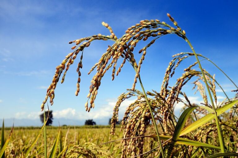 Dal Crea volume sui cambiamenti della risicoltura in Italia ed Europa