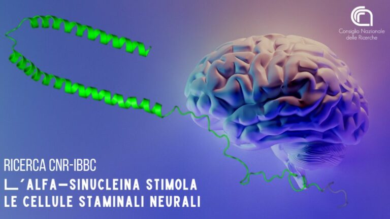 L’alfa-sinucleina stimola le cellule staminali neurali