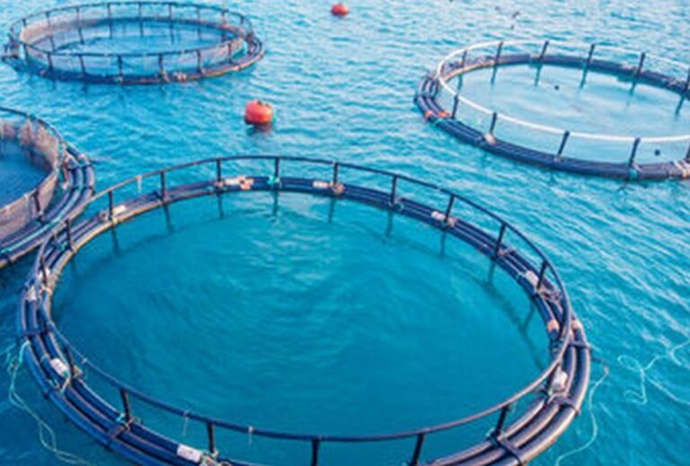 Acquacoltura, trend positivo e attenzione alla sostenibilità