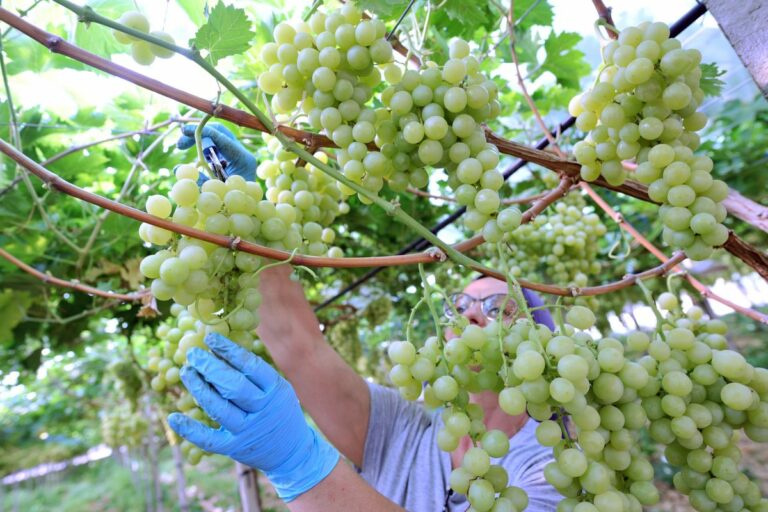 Agricoltura, nuovo programma di promozione del vino della Sardegna