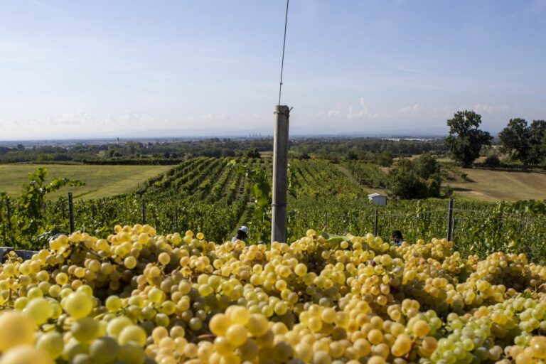 Aumentano i vigneti, E.Romagna autorizza altri 520 nuovi ettari