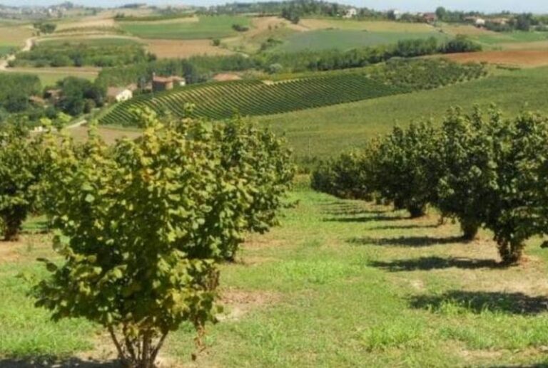 Produzione nocciole in calo per meteo e parassiti