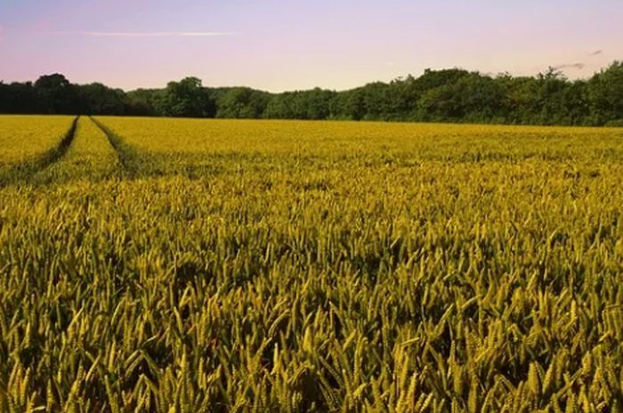 Agricoltura in Toscana, bandi per biologico e coltivazioni aree montane