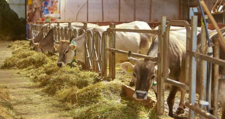 La zootecnia chiede innovazione e sviluppo green