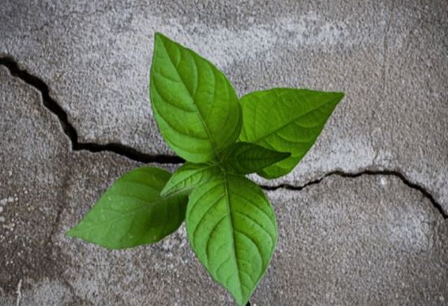 Ogni settimana l’Italia consuma 50mila mq di suolo