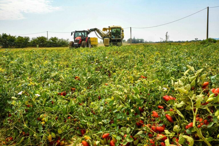 Agricoltura, dal Ministero 36 mln per il contratto Distretto Toscana Sud