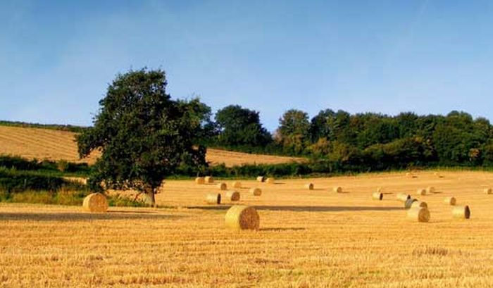 Agricoltura, dal ministero 36 mln per il contratto distretto Toscana Sud