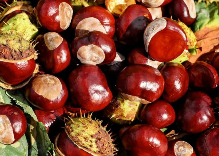 Castagna, protocollo Regione Toscana e Anci per valorizzare il settore