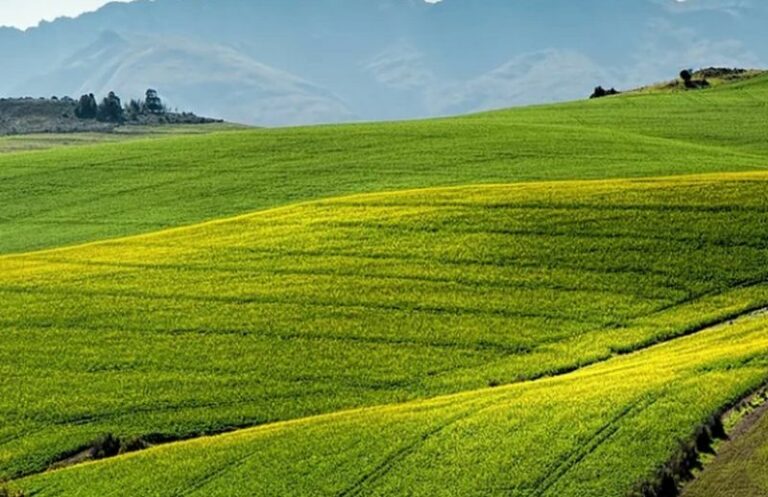 Agricoltura, dalla Regione Emilia Romagna 8mln di risorse straordinarie