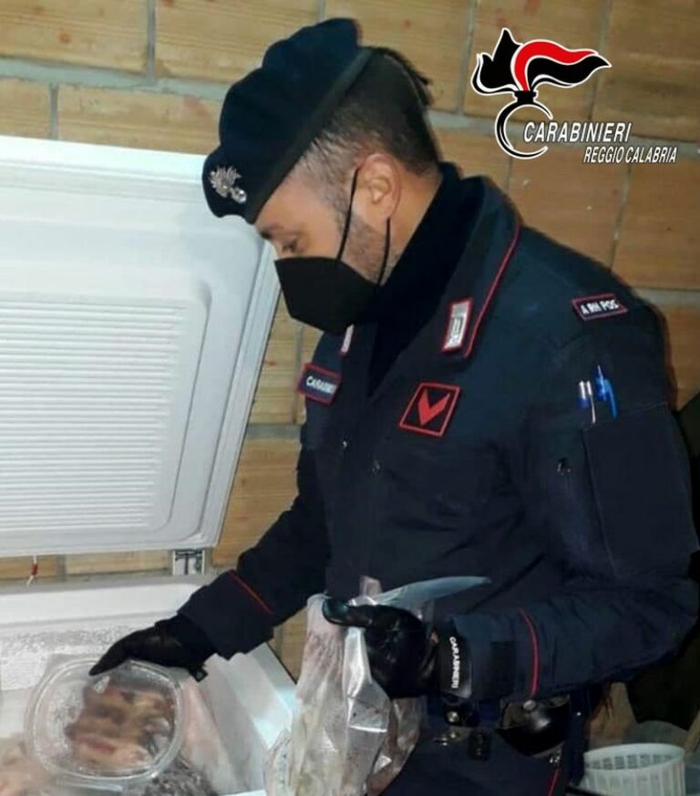 Droga, piantagione di cannabis e ghiri nel frigo, 3 arresti nel reggino
