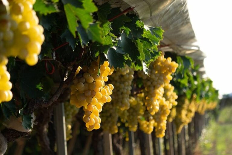 Igp “Uva di Puglia” punta a triplicare i volumi del 2020